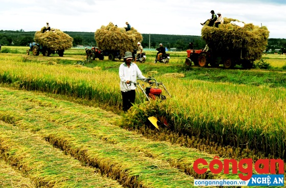Việc sản xuất tập trung, quy mô lớn nhờ mô hình dân vận khéo trong nông nghiệp nhằm hướng tới nền nông nghiệp hiện đại