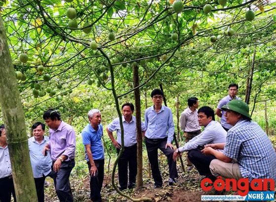 Dự án trồng chanh leo mang lại hiệu quả tích cực ở nhiều địa phương