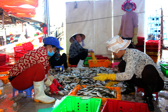 Phân loại cá tại cảng Bến Đình, phường 5, TP.Vũng Tàu. Ảnh: QUANG VINH