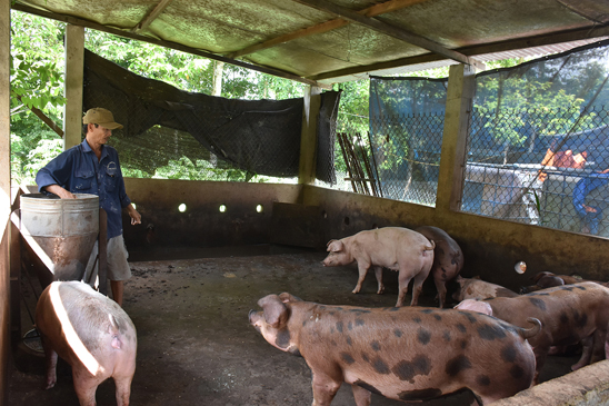 Ông Trương Y (xã Cù Bị, huyện Châu Đức) đang nuôi 10 con heo thịt nhưng hầm chứa biogas không đủ công suất, vẫn phải xả thải trực tiếp ra vườn gây ô nhiễm. Ảnh: QUANG VŨ