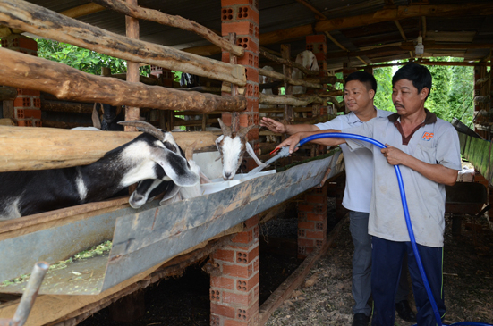 Anh Nông Phú Chúng (phải), ở thôn 2, xã Suối Rao, huyện Châu Đức chăm sóc đàn dê của gia đình.