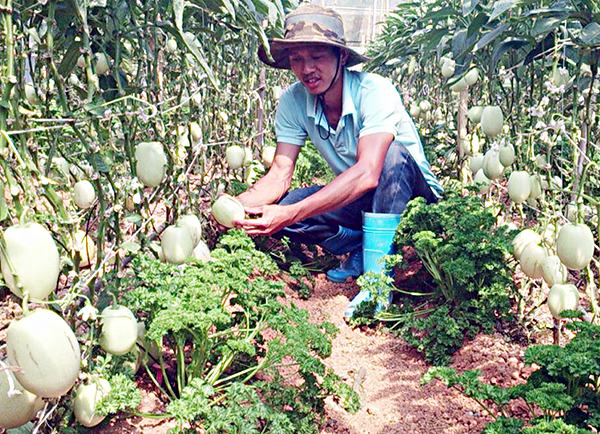 Vườn nông sản trái cây lạ ở Đà Lạt là những điểm đến của khách du lịch.