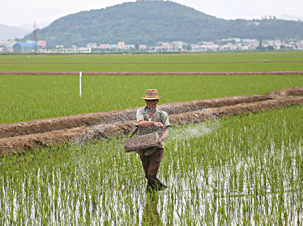 Một nông dân rải phân bón trên một cánh đồng lúa ở Sariwon, Triều Tiên ngày 13-6-2018.