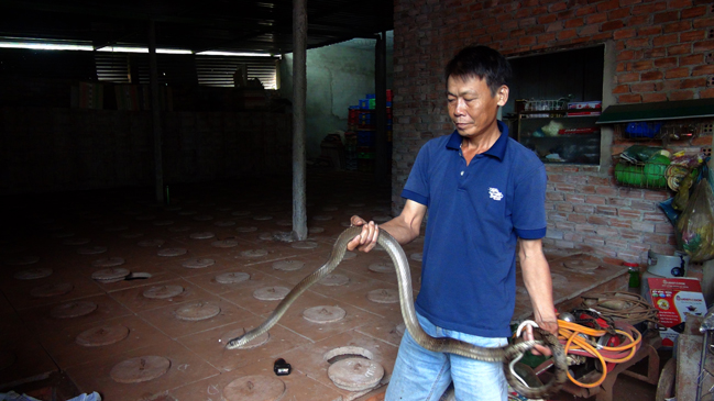 Nuôi rắn ráo trâu tại trang trại của chị Nguyễn Thị Linh, xã Xà Bàng, huyện Châu Đức.