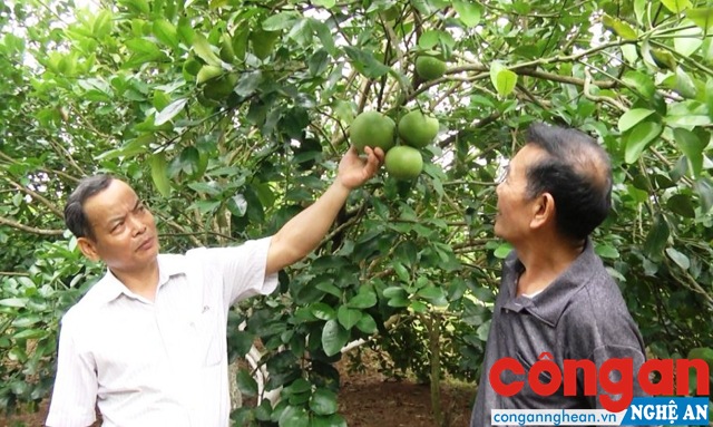 Nhiều mô hình kinh tế của hội viên Cựu chiến binh đóng góp quan trọng vào sự phát triển của địa phương