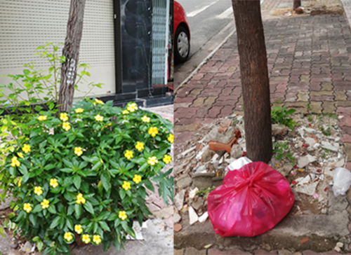 Cùng trên con đường Lý Tự Trọng, phường 1, TP.Vũng Tàu, có nơi dưới gốc cây là rác thải gây mất vệ sinh, có nơi được người dân trồng và chăm sóc hoa làm cho vỉa hè đẹp hơn.