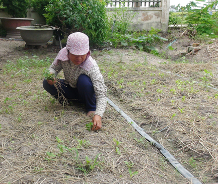 Do ngập úng, diện tích rau của ông Nguyễn Quang Thiêm hư hại nặng, phải nhổ bỏ để trồng lại.