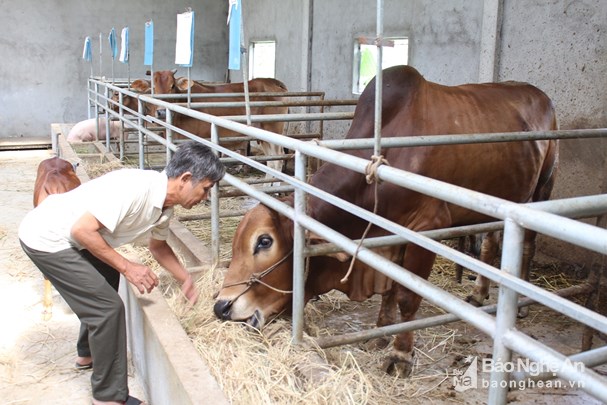 Mô hình nuôi bò “vỗ béo” của gia đình ông Trần Ngọc Bảy ở xã Ngọc Sơn, huyện Quỳnh Lưu, Nghệ An. Ảnh: Việt Hùng