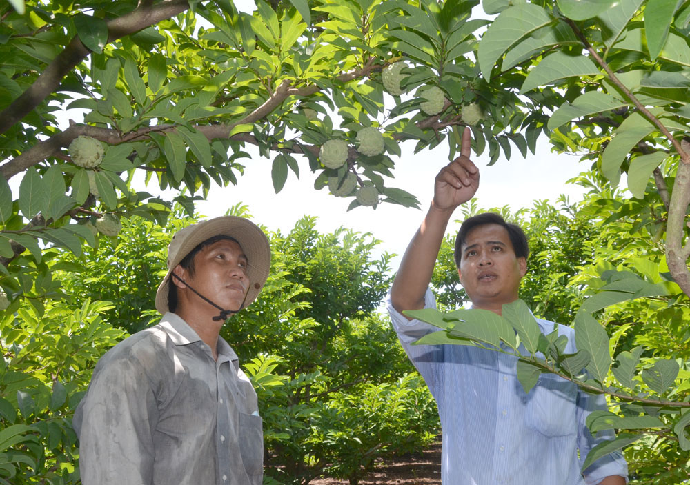 Cây mãng cầu ở xã Láng Dài (huyện Đất Đỏ) đã trở thành một trong những cây ăn trái chủ lực của huyện.  Ảnh: QUANG VŨ 