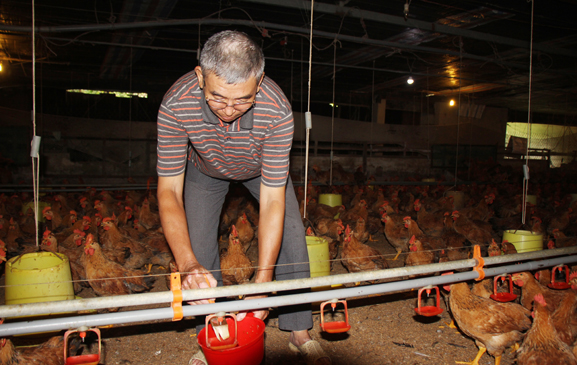 Trang trại nuôi gà tam hoàng quy mô 16 ngàn con của ông Trần Hưng Đạo (xã Tóc Tiên, TX.Phú Mỹ).