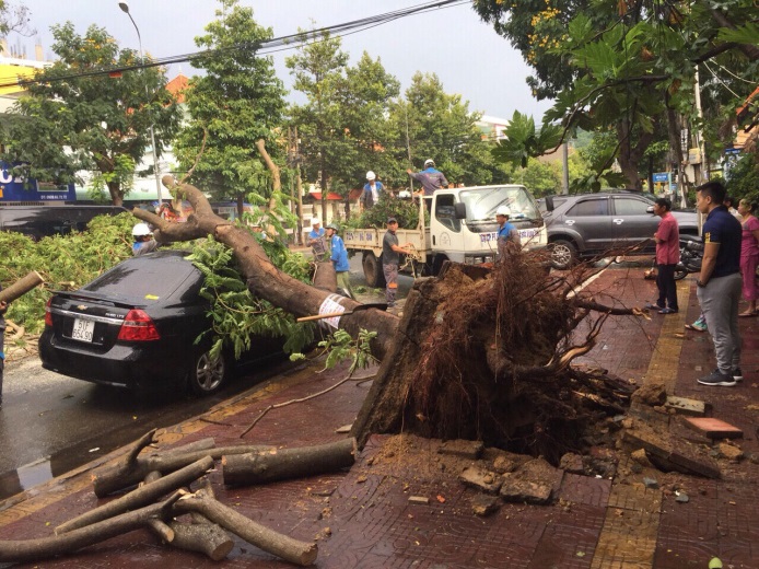 Sau trận lốc xoáy diễn ra ngày 16-7 vừa qua, khiến nhiều cây xanh bị gãy đổ trong đó có một cây xanh trên đường Võ Thị Sáu (TP. Vũng Tàu) đổ lên xe ô tô đậu bên đường.