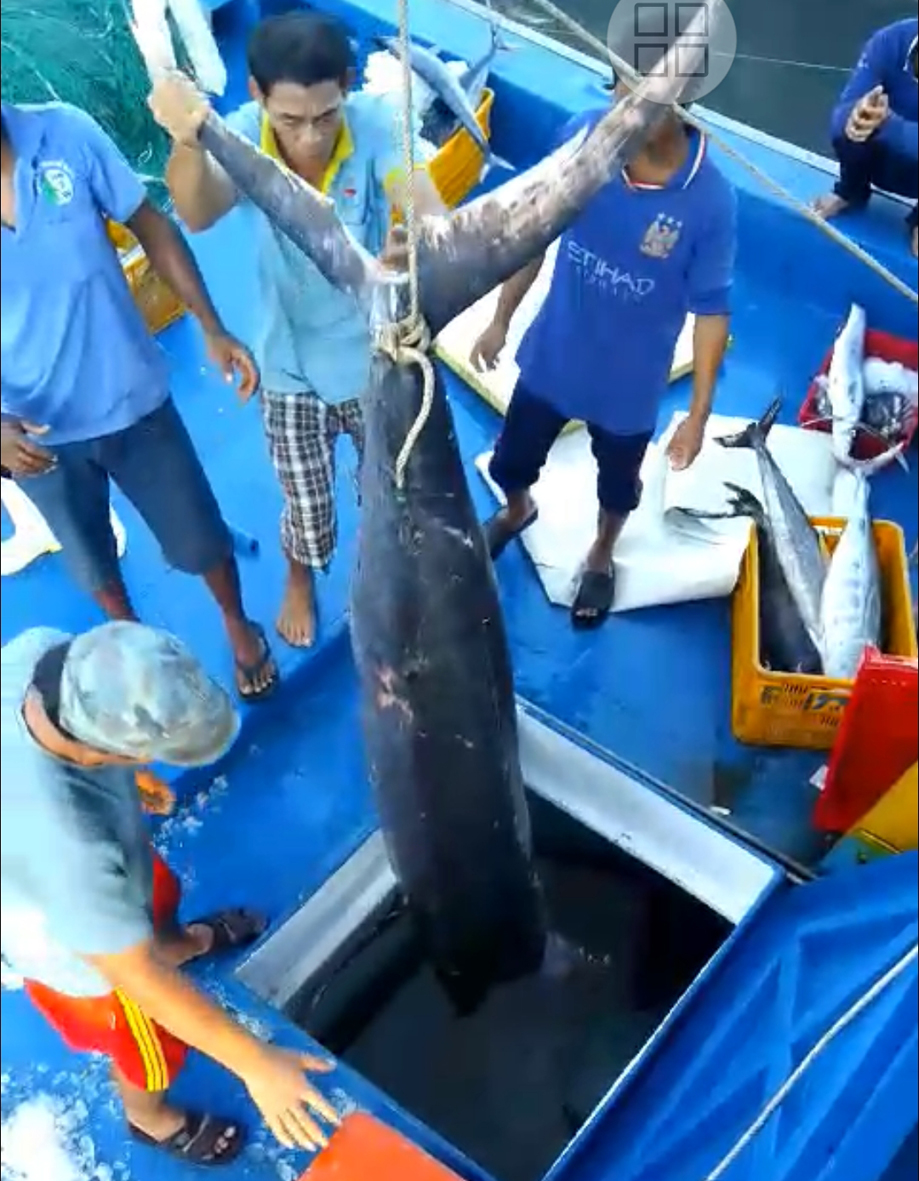 Con cá cờ nặng gần 150kg, dài gần 3m đang được đưa ra khỏi hầm bảo quản của tàu cá BV 91666 TS của ông Nguyễn Đình Ngọc.