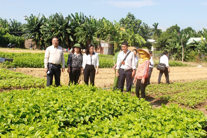 Đoàn giám sát VSATTP của UBMTTQVN tỉnh giảm sát công tác trồng rau an toàn tại hộ Phạm Thị Nguyệt, ở tổ 1, khu phố 4, phường Phước Hưng (TP.Bà Rịa).