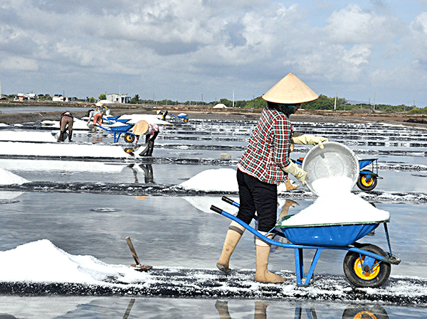 Diêm dân xã An Ngãi, huyện Long Điền thu hoạch muối. 