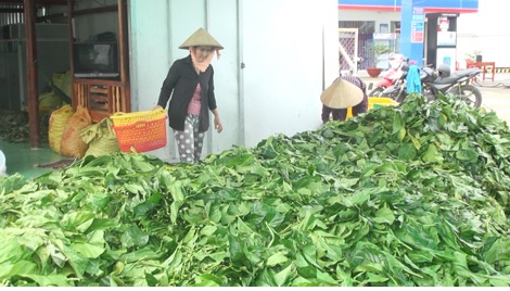  Một cơ sở thu mua lá nhàu tươi ở huyện Thới Bình (Cà Mau).
