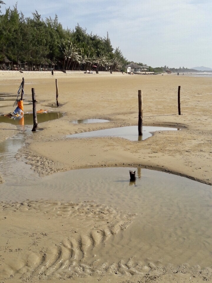 Hàng chục cọc gỗ tại bãi biển Long Cung có thể gây thương tích cho người tắm biển.