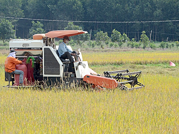 98% diện tích lúa trên địa bàn tỉnh đã được thu hoạch bằng máy gặt đập liên hợp.  Trong ảnh: Thu hoạch lúa tại xã An Nhứt, huyện Long Điền.