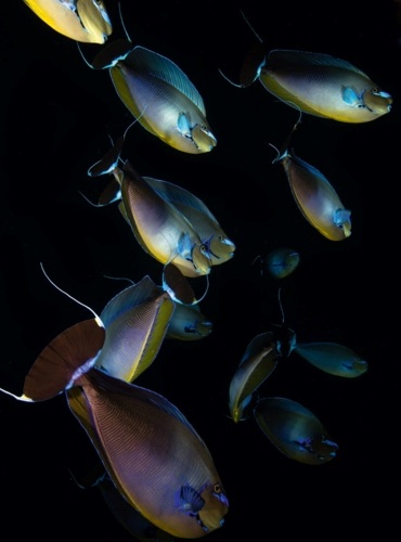 Một đàn cá bò.