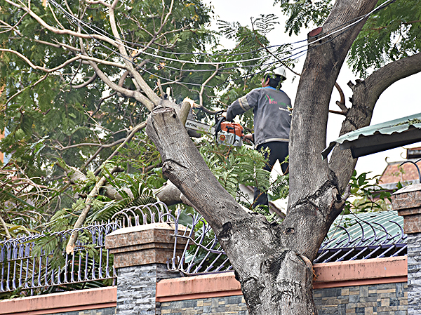 Nhân viên Công ty CP Phát triển công viên cây xanh và Đô thị Vũng Tàu cắt cây đổ vào nhà dân tại nhà số 98 Hoàng Hoa Thám, phường 2, TP.Vũng Tàu.