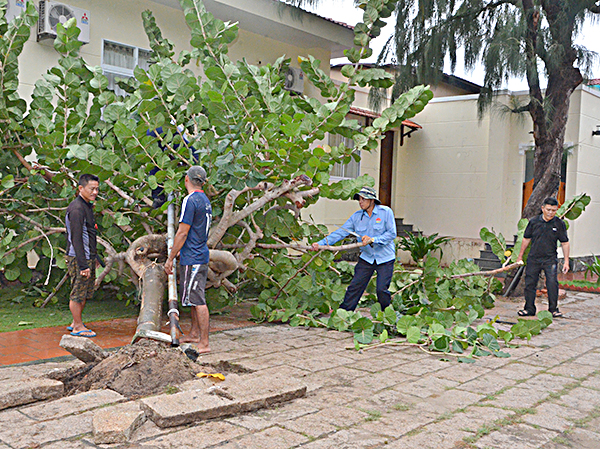 Nhân viên KDL Gió biển, TP.Vũng Tàu trồng lại cây bàng bị bão số 9 làm đổ. Ảnh: MINH THANH