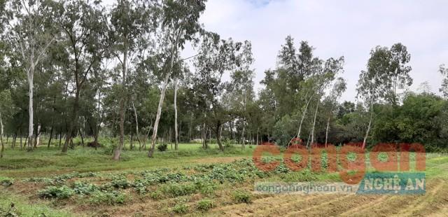 Vị trí thửa đất được cấp có nhiều dấu hiệu khuất tất