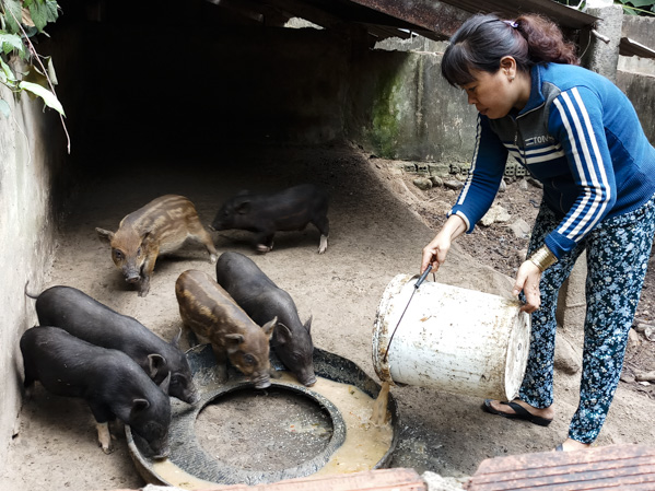 Bà Nguyễn Thị Xét - khách hàng vay vốn của NHCSXH để tổ chức chăn nuôi heo rừng lai tại khu dân cư số 3, huyện Côn Đảo.