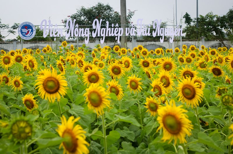 Theo đó, 1000m2 hoa hướng dương, 300m2 hoa cánh bướm được các bạn sinh viên ngành kỹ sư Nông học trồng thành công để nghiên cứu, làm đề tài bảo vệ thực vật về cây trồng. 