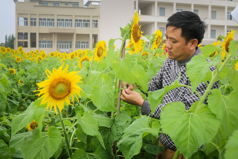 Do mưa lớn nên những cánh hoa nghiêng ngả, các bạn sinh viên cùng thầy giáo đang khắc phục. Trong ảnh, thầy Dũng – Người trực tiếp quản lý trại thực nghiệm đang hướng dẫn các bạn sinh viên buộc  định hình lại những bông hoa bị nghiêng.
