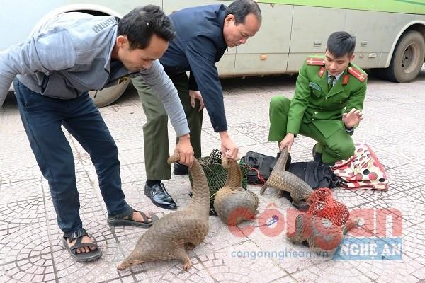 4 con tê tê vận chuyển trái phép có trọng lượng 18 kg