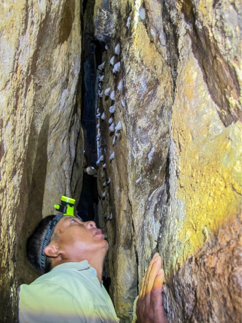 Nhân viên Công ty TNHH MTV Yến Sào Khánh Hòa kiểm tra hang yến tại Vườn Quốc gia Côn Đảo.