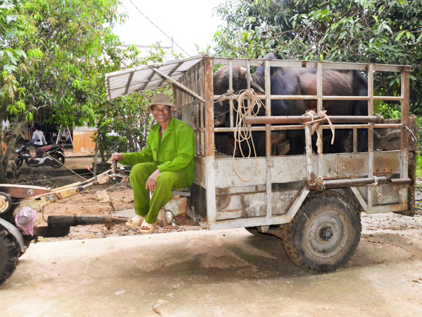 Anh Đào Văn Kiệm (xã Xuyên Mộc, huyện Xuyên Mộc) chuẩn bị đưa bò đi phối giống.