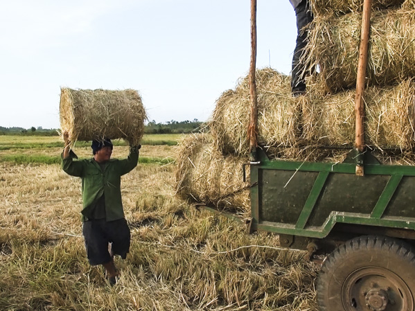 Anh Đào Văn Tâm (xã Đá Bạc, huyện Châu Đức) với nghề cuốn rơm thành cuộn để bán cho người chưn nuôi bò và trồng nấm rơm.