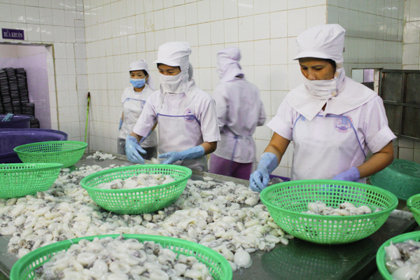 Công nhân Công ty TNHH Ngọc Tùng chế biến bạch tuộc xuất khẩu.