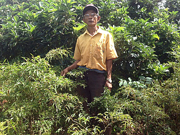Ông Nguyễn Văn Ngay bên vườn bơ và đinh lăng.