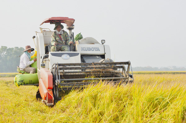 Nông dân xã An Nhứt thu hoạch lúa sản xuất theo tiêu chuẩn VietGAP.