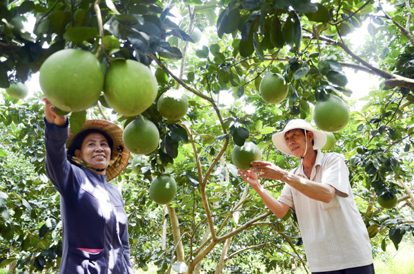 Mô hình trồng bưởi da xanh tại xã Sông Xoài, thị xã Phú Mỹ đem lại hiệu quả kinh tế cao, góp phần nâng cao đời sống nông dân địa phương. Ảnh: QUANG VŨ