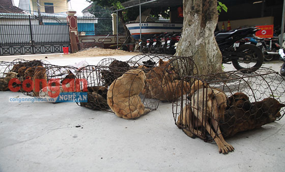 Lực lượng Công an tạm giữ 32 con chó từ các đối tượng trộm chó