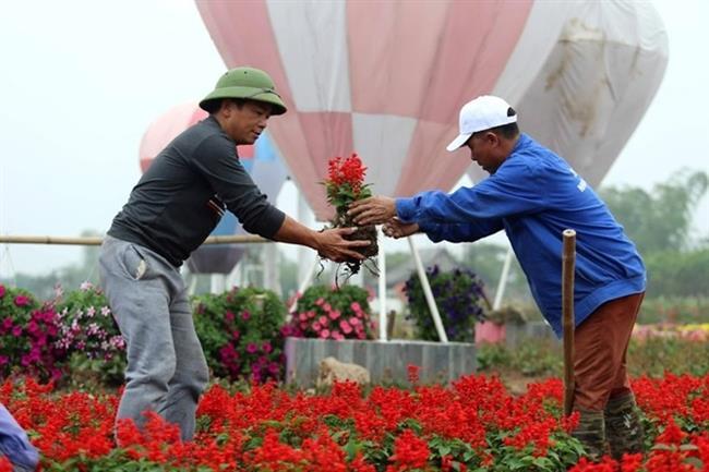 15 công nhân làm việc liên tục trong 2 tháng mới tạo thành công trình bằng hoa khổng lồ này.