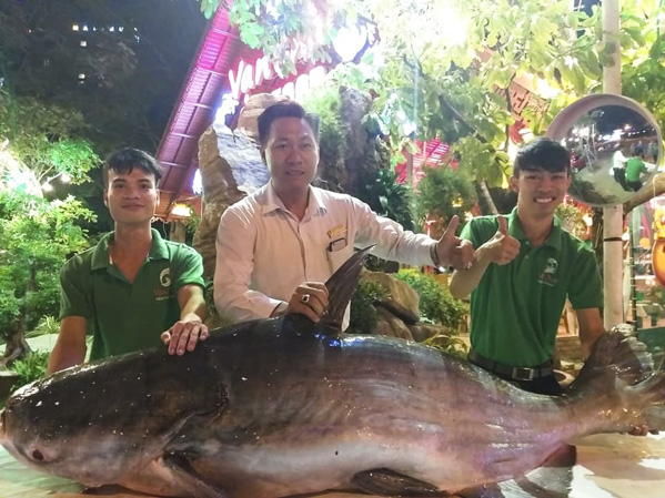 Con cá tra dầu dài 1,8m, nặng 110kg được Nhà hàng Vạn Chài mua về phục vụ khách.