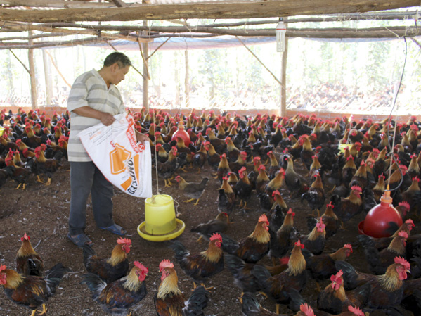 Chăm sóc gà tại xã Bình Ba, huyện Châu Đức.