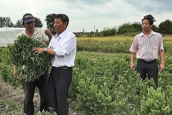Mô hình trồng rau ngót của anh Nguyễn Thành Tân được Hội Nông dân huyện Đất Đỏ đánh giá cao.