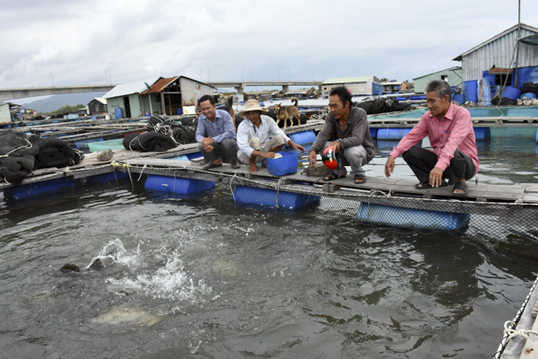Chăm sóc cá lồng bè tại khu nuôi lồng bè trên sông Chà Và, xã Long Sơn, TP.Vũng Tàu.