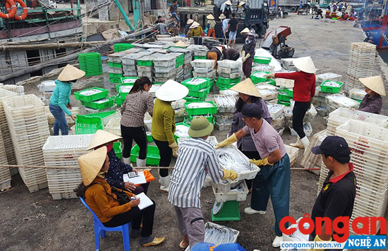Những ngày giáp Tết, không khí ở các làng vùng ven biển dường như hối hả hơn so với những ngày thường 