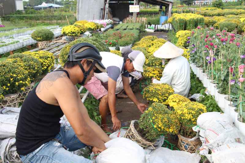 Nông dân chuẩn bị cúc mâm xôi giao cho thương lái