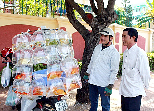 Khách hàng chọn mua cá chép cúng ông Táo trên đường Nguyễn Thái Học, TP. Vũng Tàu.