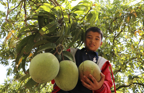 Xoài là loại trái cây thứ 5 của Việt Nam vào thị trường Mỹ.  Ảnh: DƯƠNG CHÍ TƯỞNG