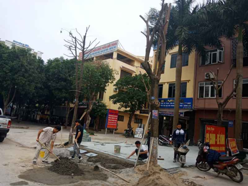 Thời gian qua, một số cây xanh trên các tuyến đường TP Vinh bị chặt hạ,  thay thế khi chưa được phép của cơ quan chức năng
