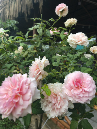 Vườn hồng Bà Rịa có nhiều loại hoa hồng cổ.