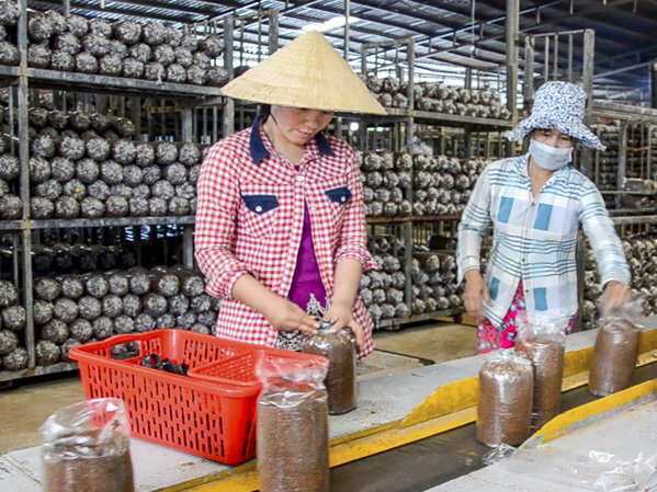 Người lao động đóng gói sản phẩm tại cơ sở Nấm linh chi ông Tiên thuộc Công ty TNHH Nông nghiệp Công nghệ cao U.S Farm (xã Láng Lớn, huyện Châu Đức).