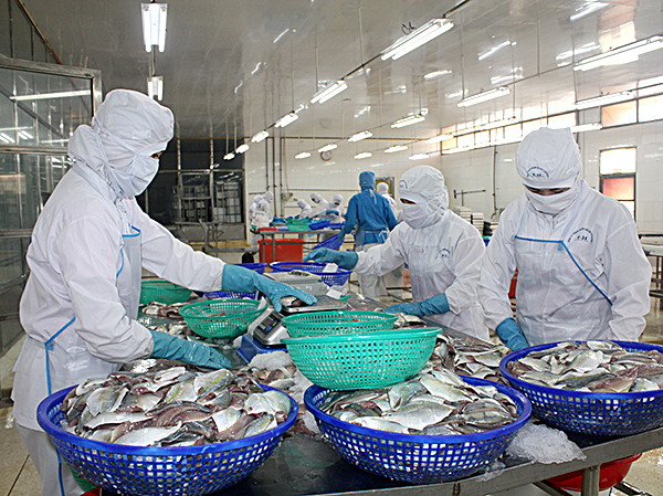 Công nhân Công ty Baseafood chế biến hải sản xuất khẩu.